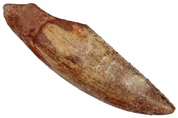 Serrated Theropod Tooth - Partial Root #341246